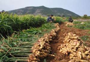 农村种植姜(什么？不让种姜。农管大队：生姜不属于农作物，必须种水稻)