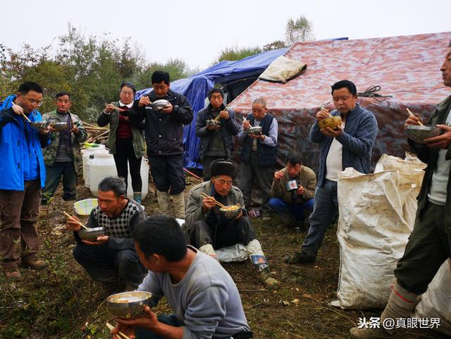 九寨沟党参的原始种植和加工，超乎你的想象