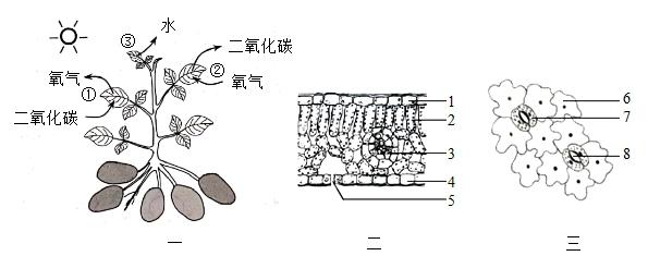 实现土地利用最大化，内蒙古兴安盟马铃薯该如何栽种？太高产了