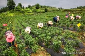 大棚辣椒的种植技术(大棚辣椒怎么种？产量才能更高？)