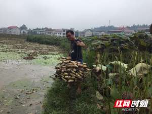 湖北省莲藕种植基地(新邵县坪上镇赤水坡优质莲藕基地喜获丰收)