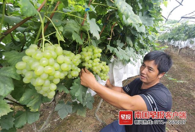 最是一年春好处丨广西：葡萄藤长出“富裕村”，才湾镇毛竹山的葡萄别样甜