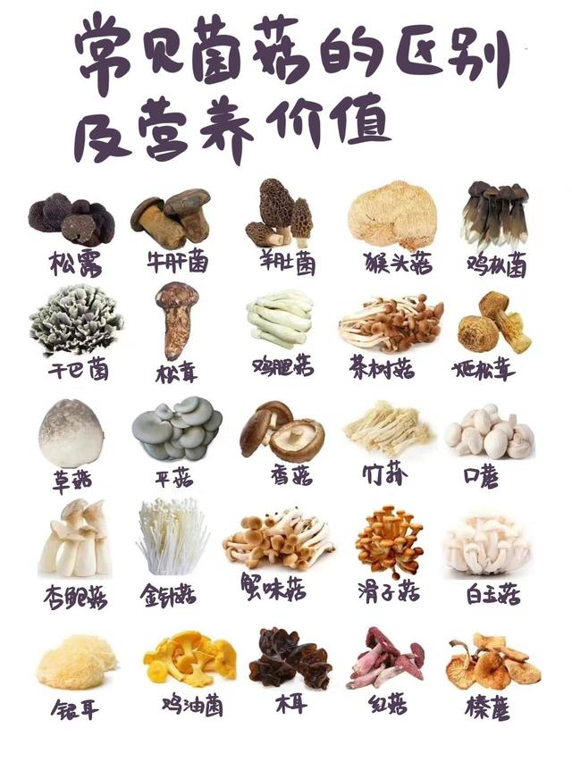 常见菌菇的区别（多到停不下来）