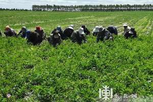 黑龙江防风种植基地(依安县红星乡聚焦“一村一品”种植中草药 农民增收有“钱”景)