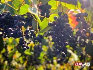 湖南葡萄种植(湖南的气象密码丨400年前野蛮生长的小葡萄，何以成为“湘珍珠”？)