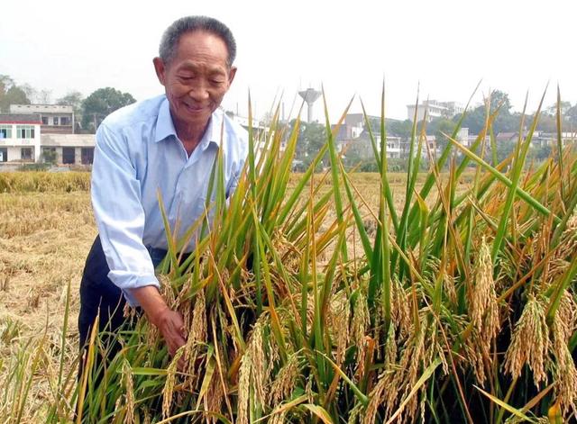 大饥荒时期的“活命粮”，如今被广泛种植，高粱怎么又火起来了？