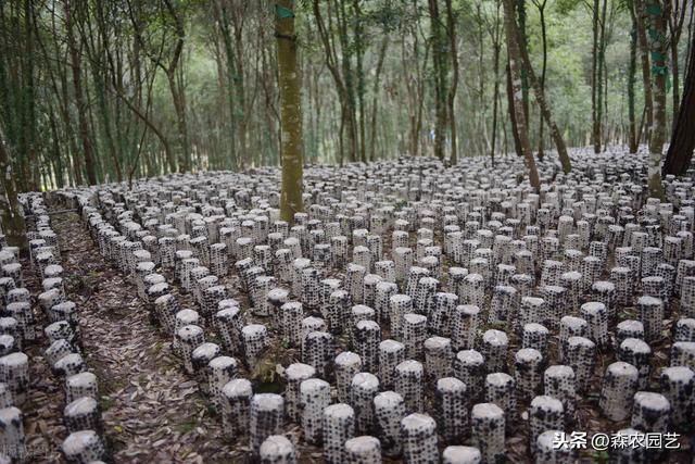 大光木耳栽培法，种植方法教给大家，想要学习的别错过哟