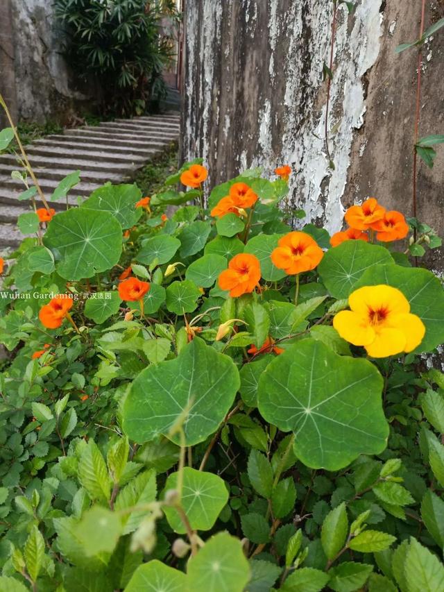 14种适合立秋后院子里种植的植物推荐