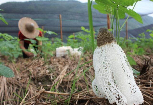 种植竹荪，使用正确的方式栽种管理，就能在大棚外培养