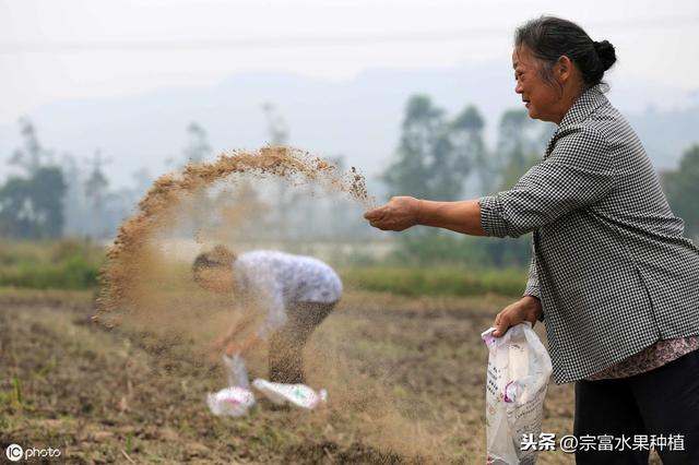 当下枇杷栽植季节，幼苗栽植到挂果树全套技术，提高成活率与产量