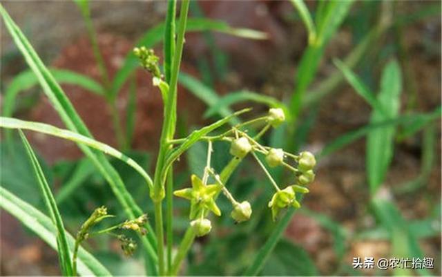 2个月涨价5元，价格上至3年新高，今年还能种植吗？