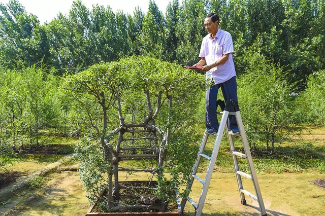 花17年，67岁中国农民把椅子直接种出来，8万元一把他都舍不得卖?