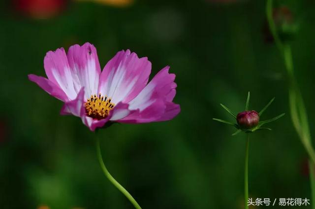 清明阳台种花，给您推荐如下