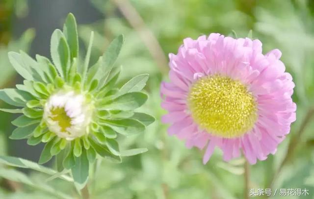 清明阳台种花，给您推荐如下