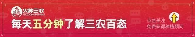 「收藏」新手必读，猕猴桃选种、建园、种植手册！（下）