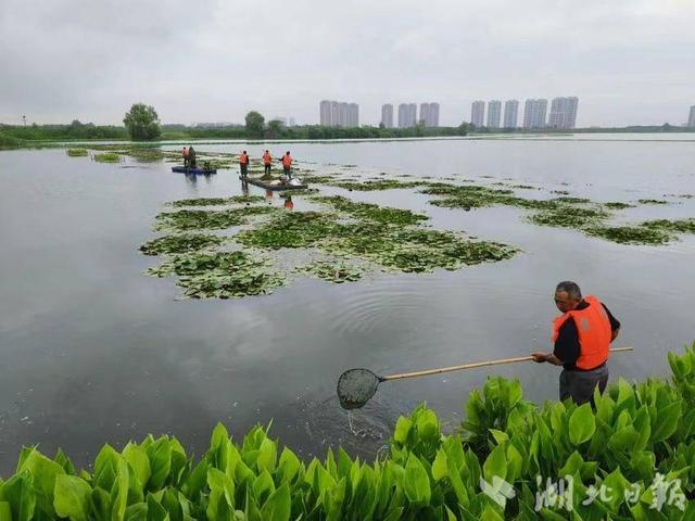 梁子湖区发展水草产业 探索生态价值实现新路径