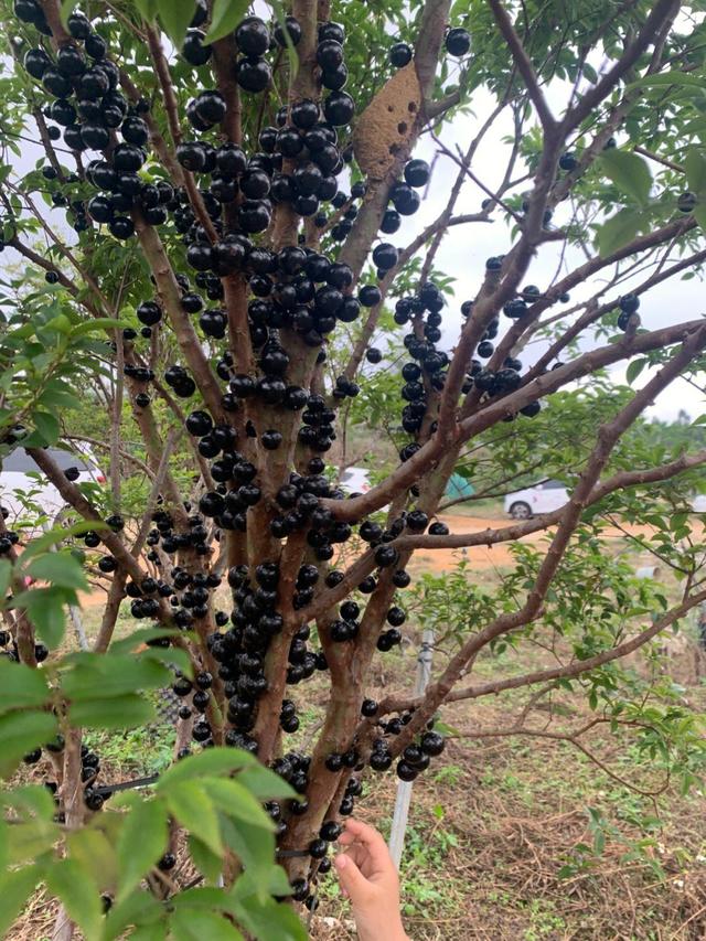 嘉宝果树苗什么时候种植最好