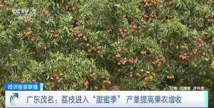 广东种植什么水果(已出口至20多个国家和地区广东茂名荔枝进入“甜蜜季”，产量将达179万吨)