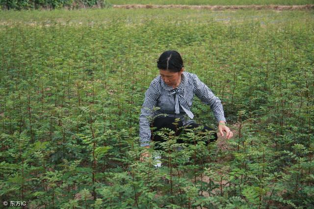 开始栽果树了，怎么样才能提高果树栽植的成活率？注意这几点就行