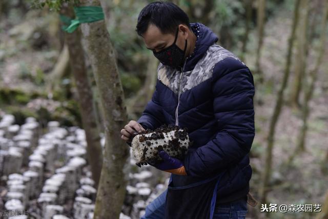 大光木耳栽培法，种植方法教给大家，想要学习的别错过哟