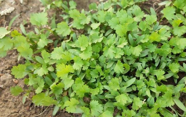 阳台如何种植香菜？注意两点，发芽更快长势更好，壮实茂盛