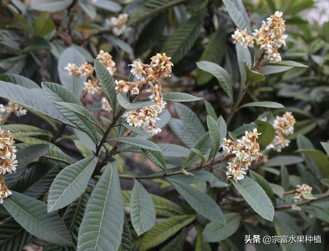 当下枇杷栽植季节，幼苗栽植到挂果树全套技术，提高成活率与产量