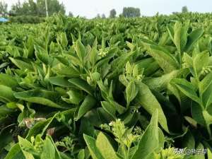 俄罗斯蔬菜种植(这就是你要找的，高产耐寒多年生牧草，一年亩产20吨以上，营养好)