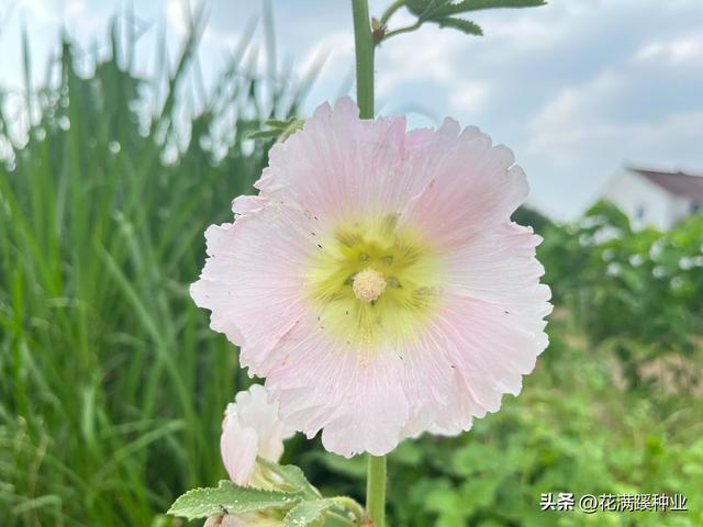 蜀葵栽种有讲究，植株高达2m，开花还艳丽，蜀葵种植有哪些事项？