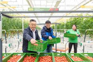 莱西西红柿种植基地(青岛莱西市：脱贫群众蔬菜大棚忙增收)