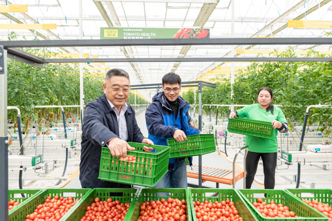 青岛莱西市：脱贫群众蔬菜大棚忙增收