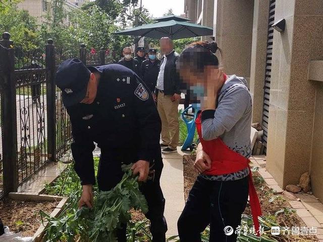 济南一市民竟在自家院里种罂粟，民警无人机巡查发现上门“铲毒”