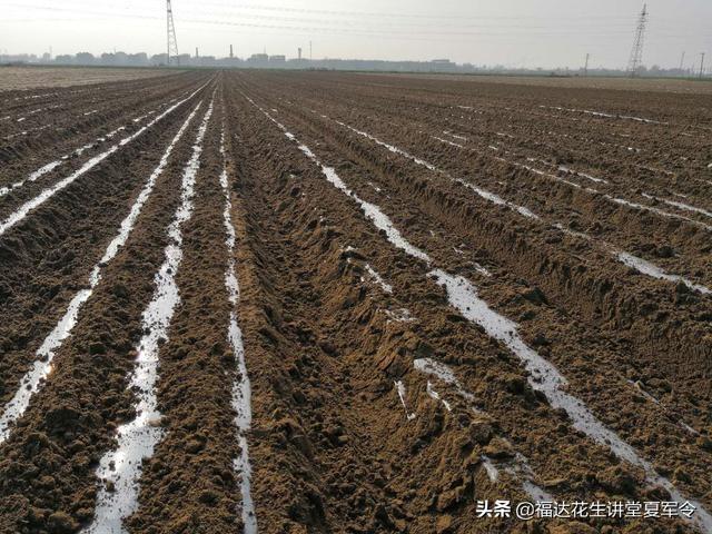 全国各地花生播期与生育期，看你知道多少