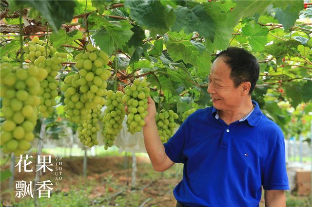 一种适合湿热地区的阳光玫瑰建园模式