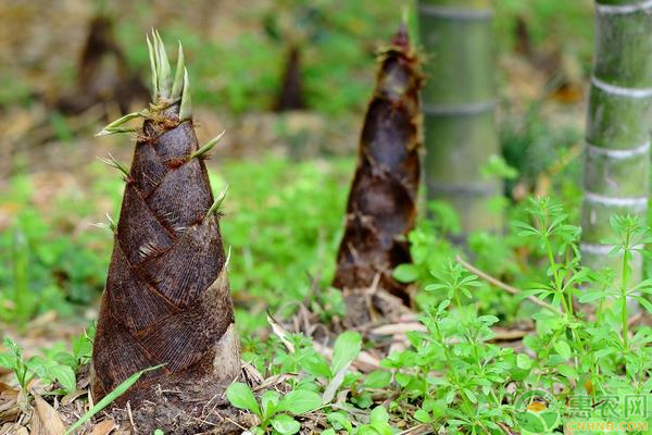 雷竹如何种植能高产？掌握这五大要点就可以