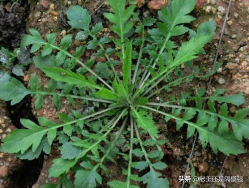 这几种野菜，在农村到处都是没人要，在城市里8块多一斤买不到