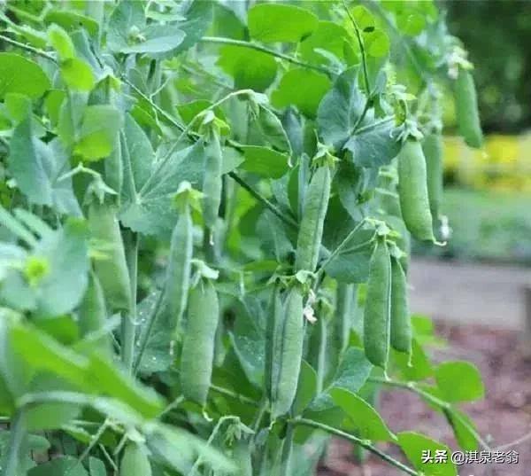 春种豌豆，必要的五项措施