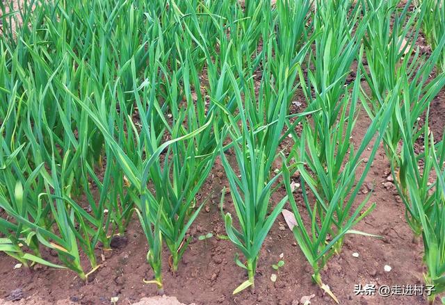 种植大蒜、芹菜时底肥的三种用法，老农是这样做的，不烧种不烧苗