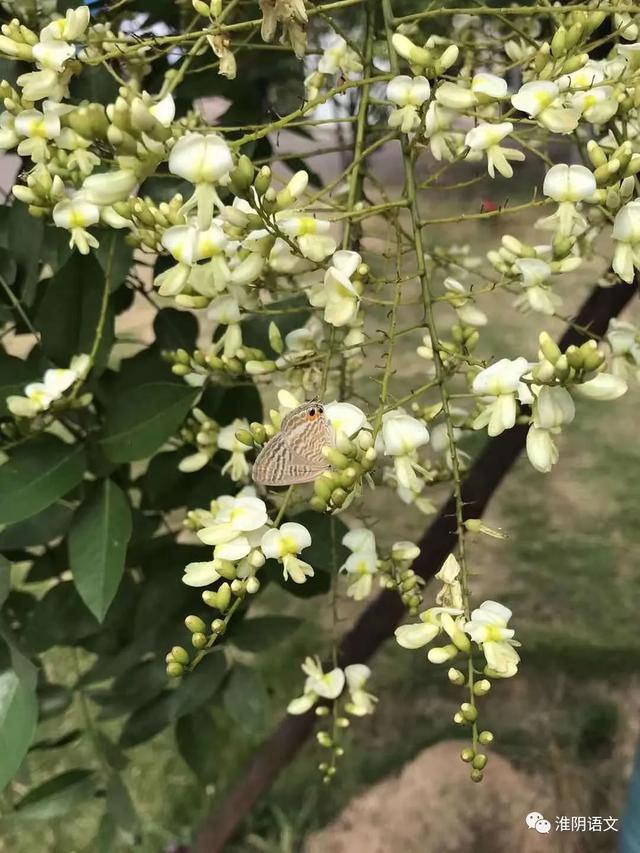 龙爪槐(散文)