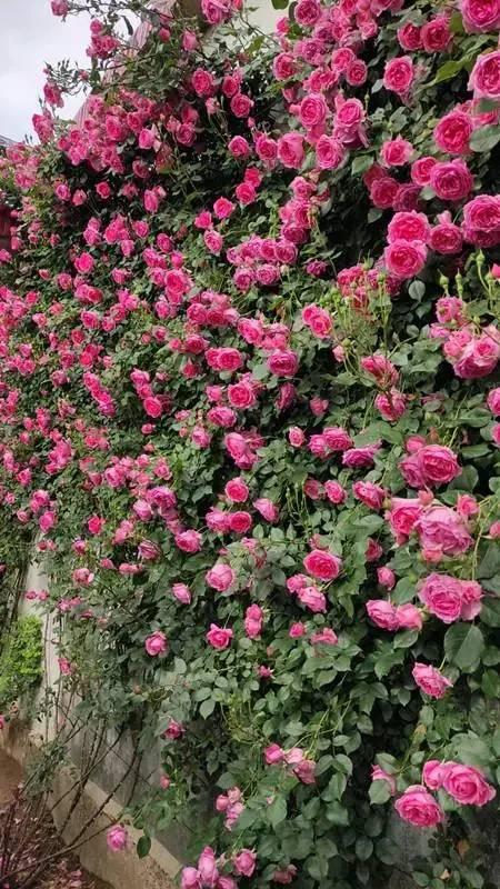 打造庭院花墙，这种大游行月季很合适，花量大好养活，四季都开花