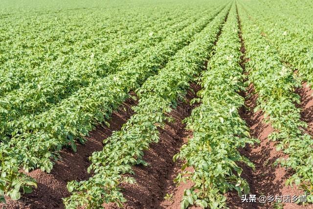 老菜农种植马铃薯常用五个土办法，年年获高产，简单又特别实用