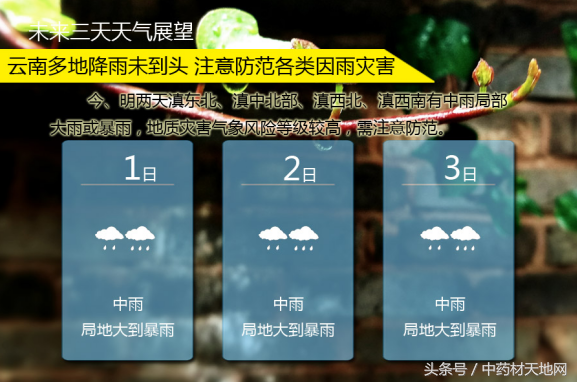 三七减产10%，过量使用农药，未来的行情将何去何从？