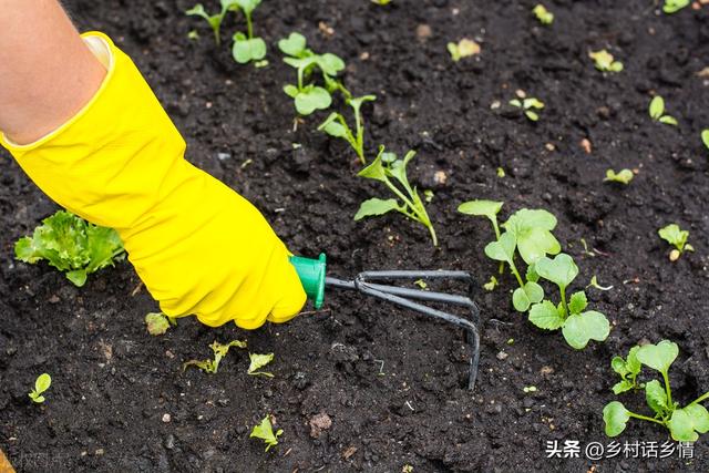 春天蔬菜，啥时候育苗？多少温度适合种植？什么温度可以移栽