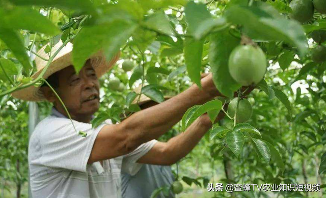 百香果全套栽培技术，建议种植户收藏备用