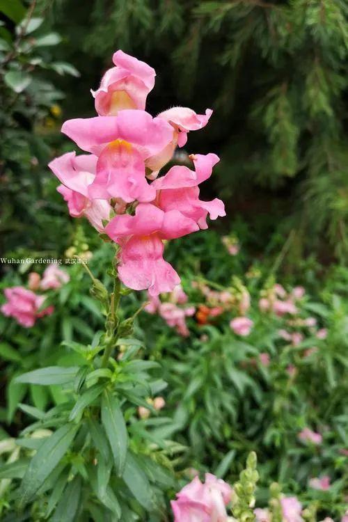 14种适合立秋后院子里种植的植物推荐