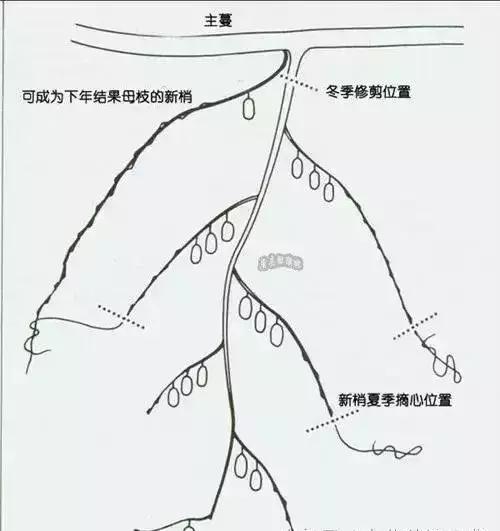 「收藏」新手必读，猕猴桃选种、建园、种植手册！（下）