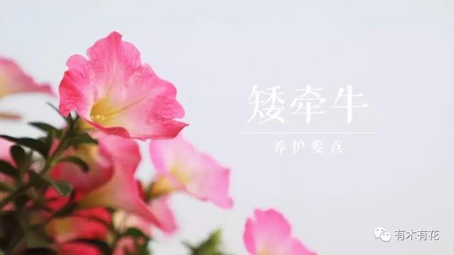 养好矮牵牛只要记住六个字——大水大肥大太阳！