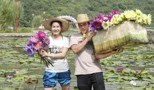 花都开好了！来，九品香莲正诠释着这个夏日的唯美～