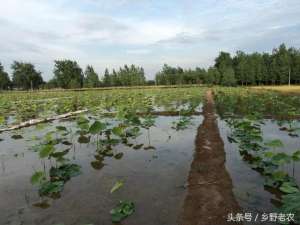 深水藕种植技术(浅水藕怎么种植？有水田的农民可以看看)