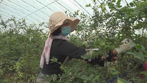 烟台莱州：小蓝莓大经济 特色种植有“钱”景