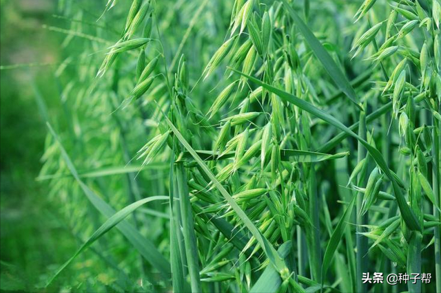 燕麦该怎么播种？能当饲草吗？如何收获利用，种植效益如何？